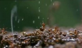 蚂蚁的袭击在线观看,揭秘蚂蚁袭击的生存挑战